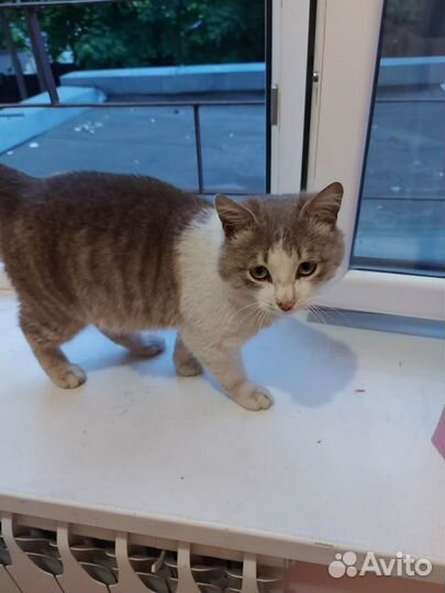 Выбросили домашнего котика