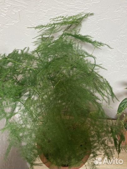 Аспарагус и ктената