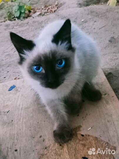 Кошки в добрые руки