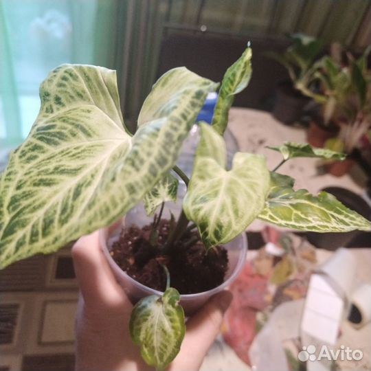 Сингониум Golden Venation