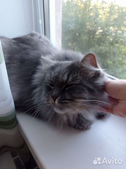 Зооняня/гостиница для животных