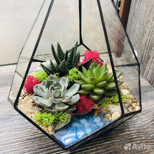 Флорариум Капля с суккулентами