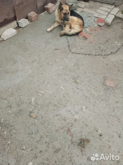 Немецкая овчарка, девочка