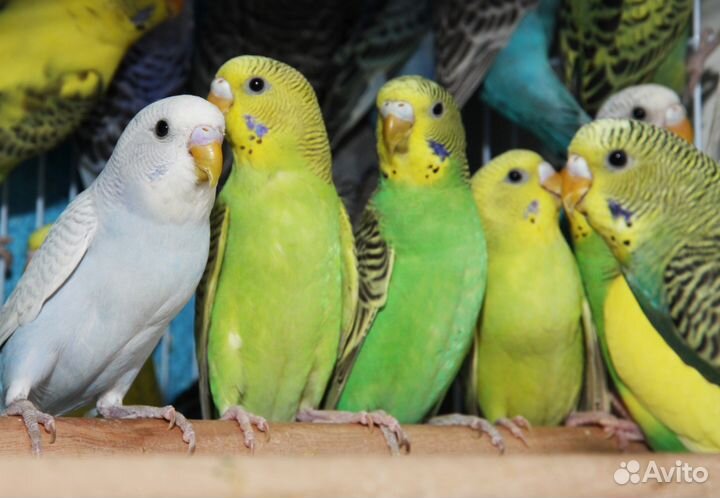 Малыши волнистого попугая. Птенцы