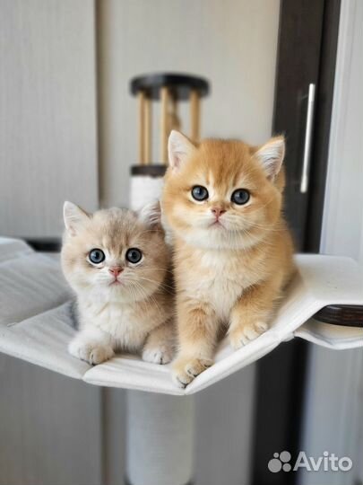 Элитные британские котята из питомника