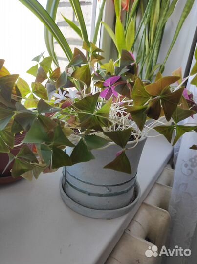 Комнатная лилия и Кислица (оксалис)