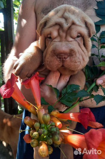 Щенки шарпей