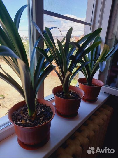 Комнатные цветы кливия