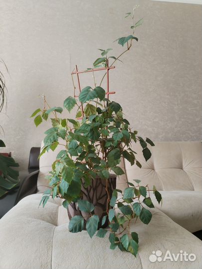 Циссус березка