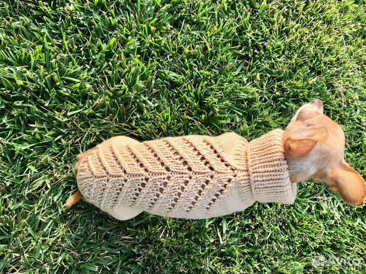 Одежда для собак