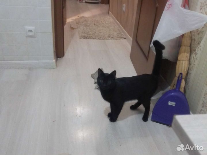 Кошка в дар бесплатно