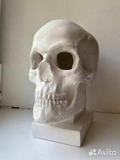 Череп анатомический