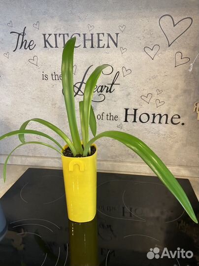 Комнатные цветы, разные