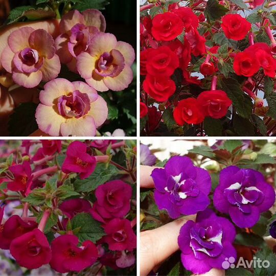 Разные редкие растения