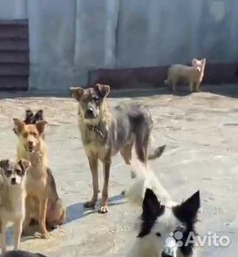 Тедди преданный хозяином надеется на чудо