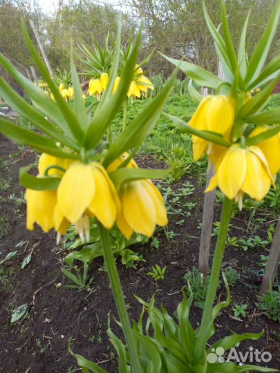 Луковицы императорского рябчика