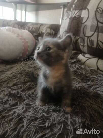 Котята в добрые руки бесплатно