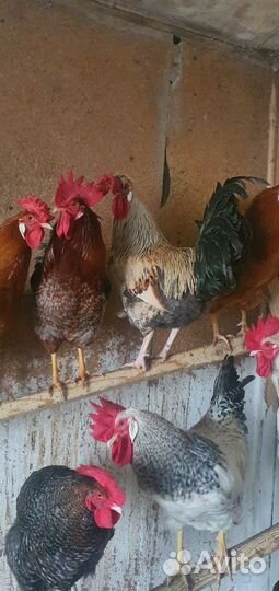 Молодые петушки