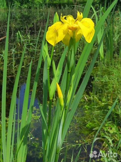 Пионы (310-350) и ирисы разных сортов (100)