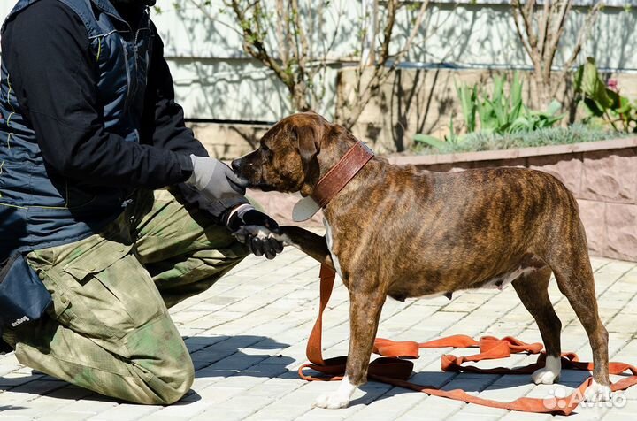 Профессиональная дрессировка собак (+выезд)