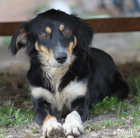 Хотят найти дом две замечательные собаки