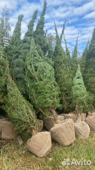 Сосна обыкновенная