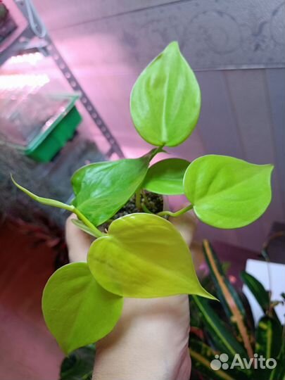 Ароидные 1. Отредактировано 30.09