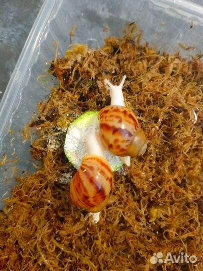 Улитки Архахатина Маргината Овум