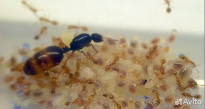 Матка муравьёв Solenopsis fugax и Myrmica rubra