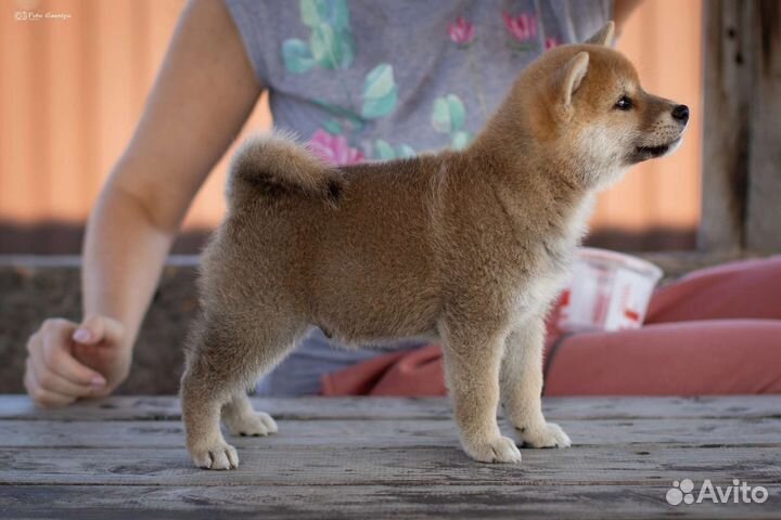 Сиба Ину