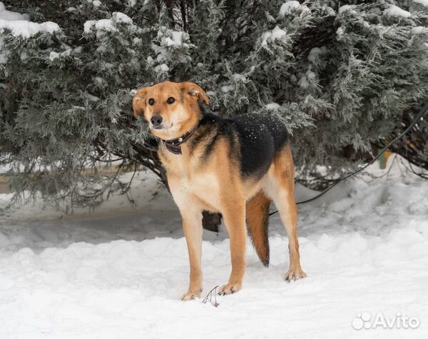 Весёлая ласкуша Джампи в добрые руки