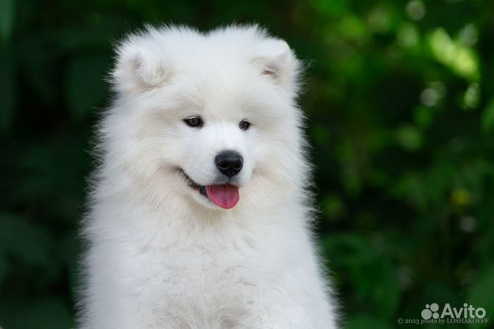 Щенки самоеда