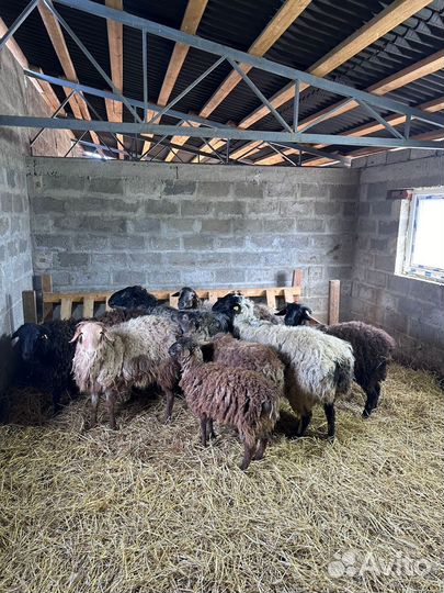 Продажа баранов на мясо живым весом