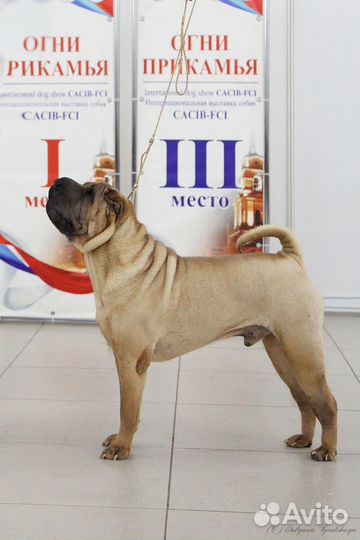 Шарпей для вязки