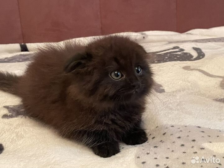 Вислоухие котята в добрые руки