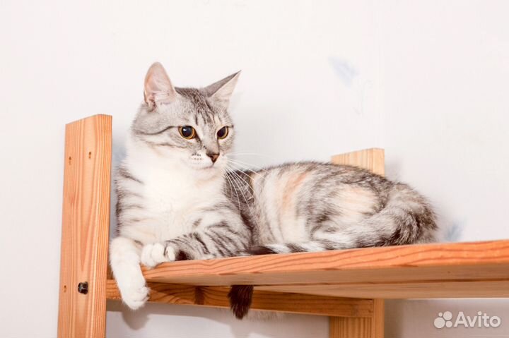 Трехцветная кошка Вика, 1 год