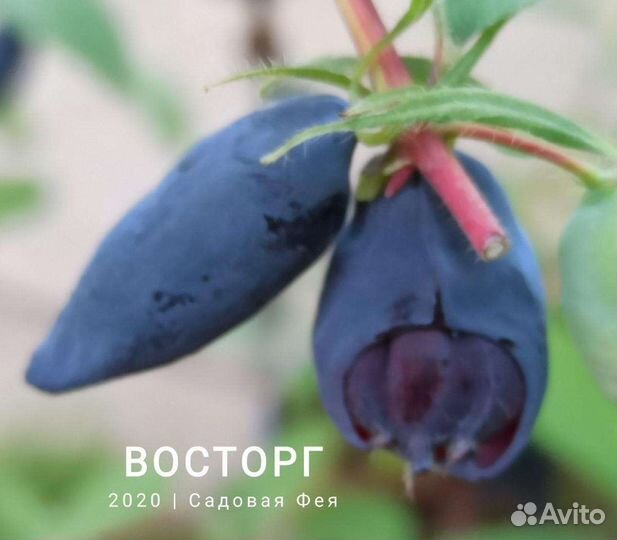 Жимолость плодовая