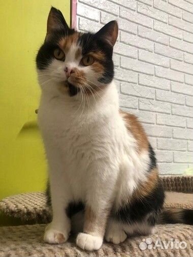 Трехцветная Кошка
