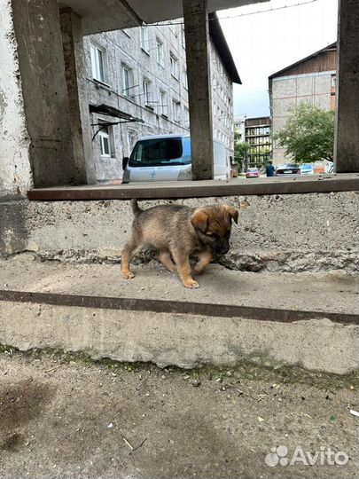 Подкидыши ищут дом