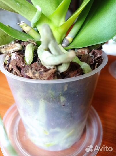 Орхидея Cute Holly мультифлора арома цветет