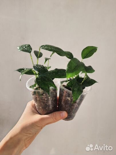 Домашние растения