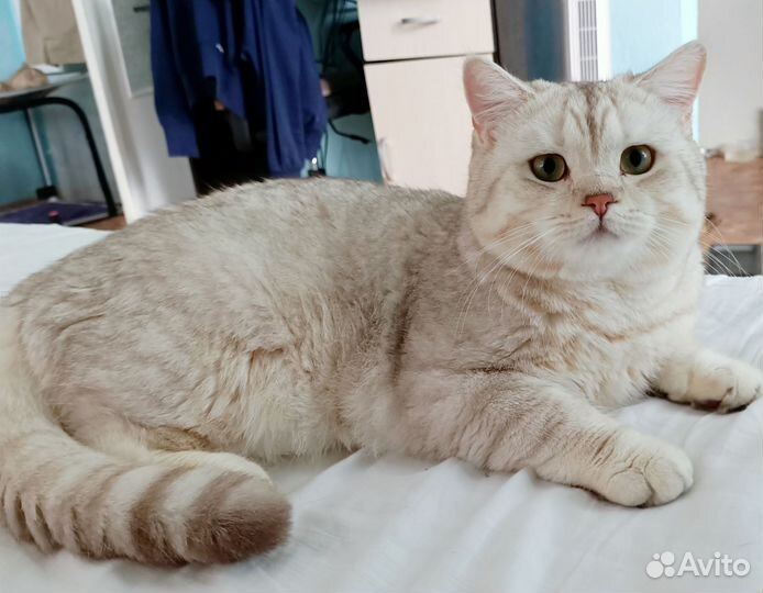 Шотландский кот страйт на вязку