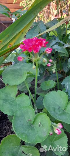 Пеларгония герань