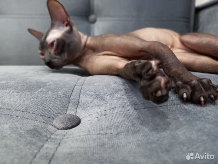 Вязка кот Левкой сфинкс 2 года