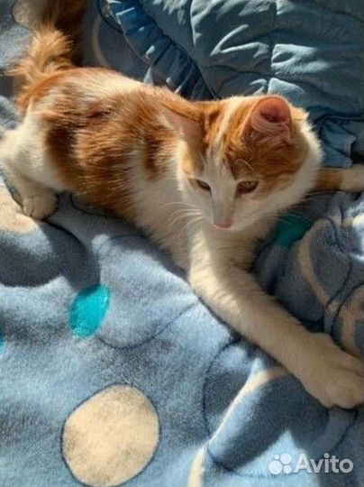 Отдаются котик и кошечка