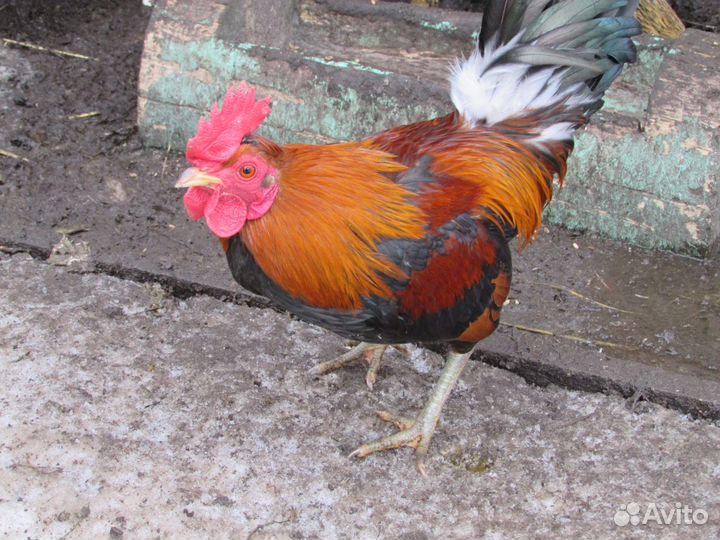 Петухи \ бентамка \