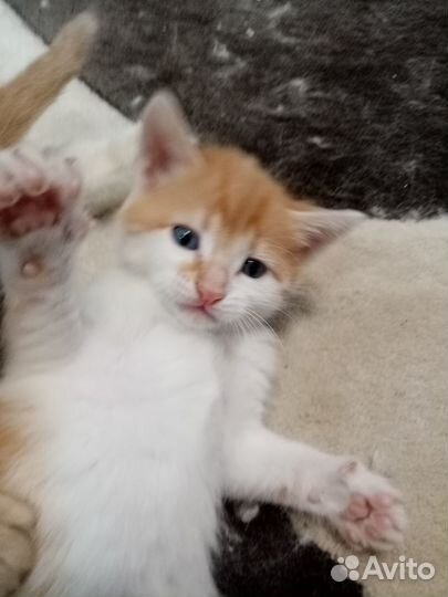 Котята в добрые руки бесплатно