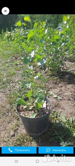 Пирамидальный тополь зкс, окс