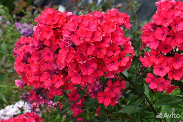 Флоксы многолетние сортовые