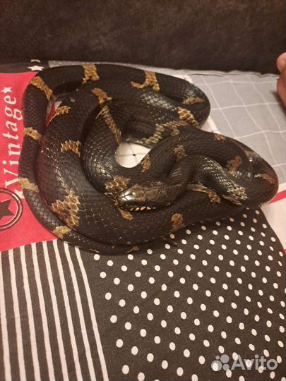 Рептилии змеи